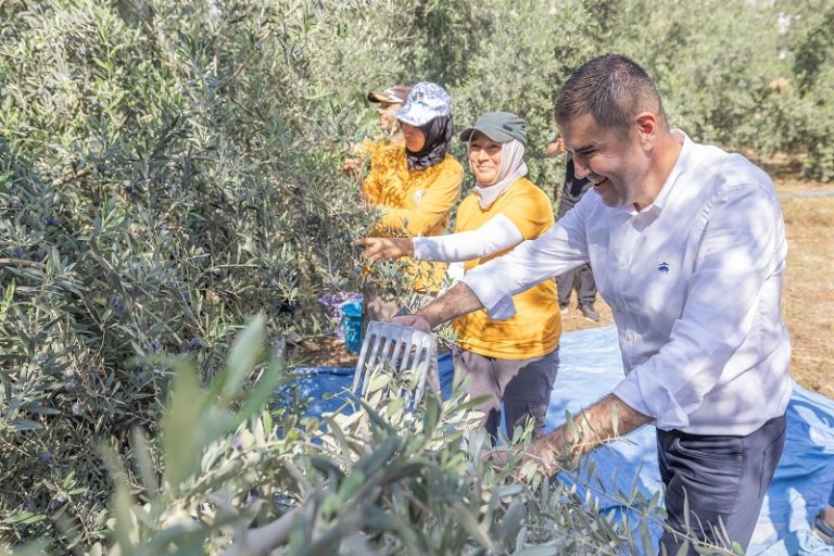 Mezitli’de Zeytin Hasadı, Kız Çocuklarına Eğitim Desteği Sağlayacak