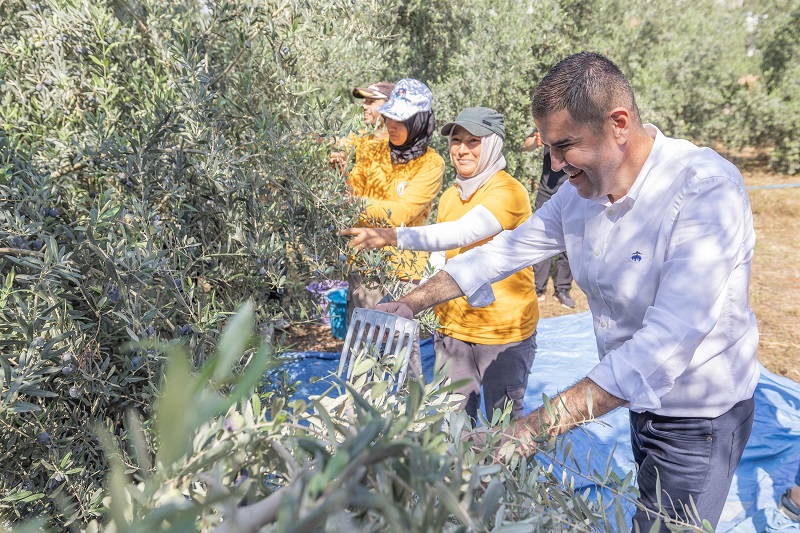 Mezitli’de Zeytin Hasadı, Kız Çocuklarına Eğitim Desteği Sağlayacak