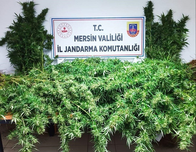 Kaçak kenevir ekimi yapanlar böyle yakalandı