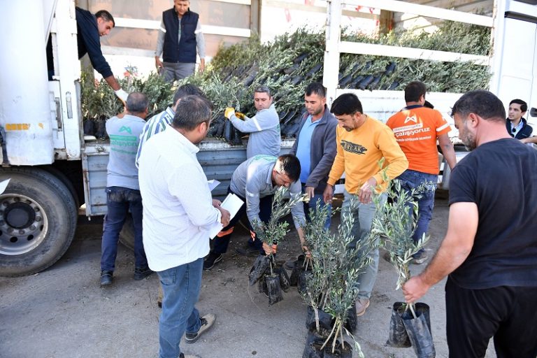 Mersin Büyükşehir’den Çiftçiye ve Hayvancıya Büyük Destek: Zeytin Fidanı ve Mısır Yem Dağıtımı