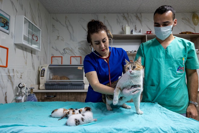 Mersin’in Toroslar ilçesinde, doğum yaptığı camiye yavrularıyla birlikte sığınmak isteyen