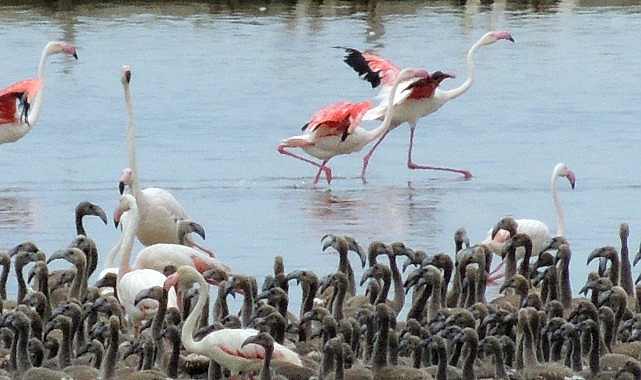 Gazeteci ve fotoğraf sanatçısı Esat Erçetingöz’ün “Flamingo Adası” isimli fotoğraf