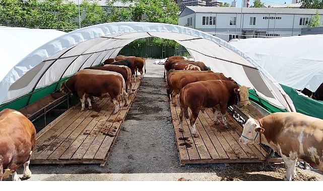 Bağcılar’da kurban pazarının gözdesi “Şampiyon”