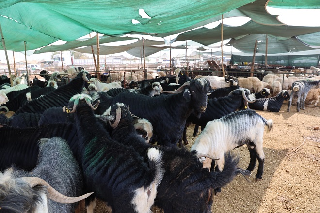Toroslar Belediyesi, 6 Haziran Cuma günü başlayacak Kurban Bayramı süresince,