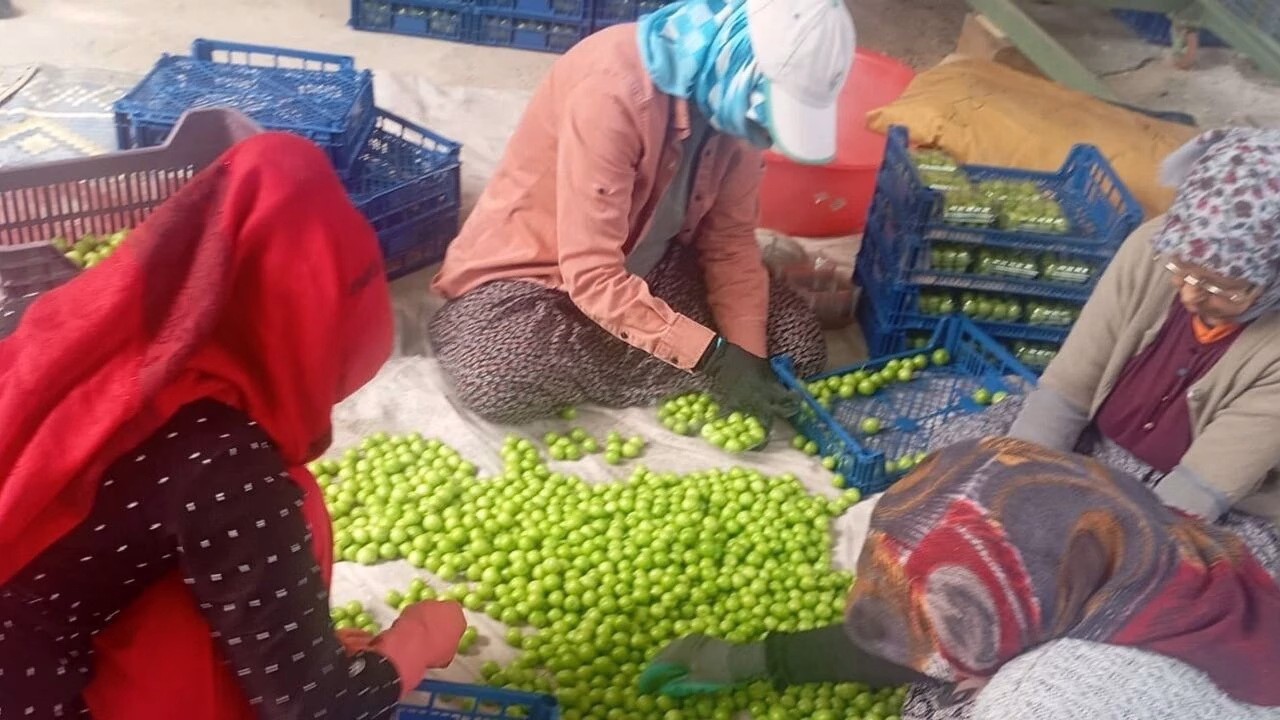Gezende Eriği Dünya Pazarında