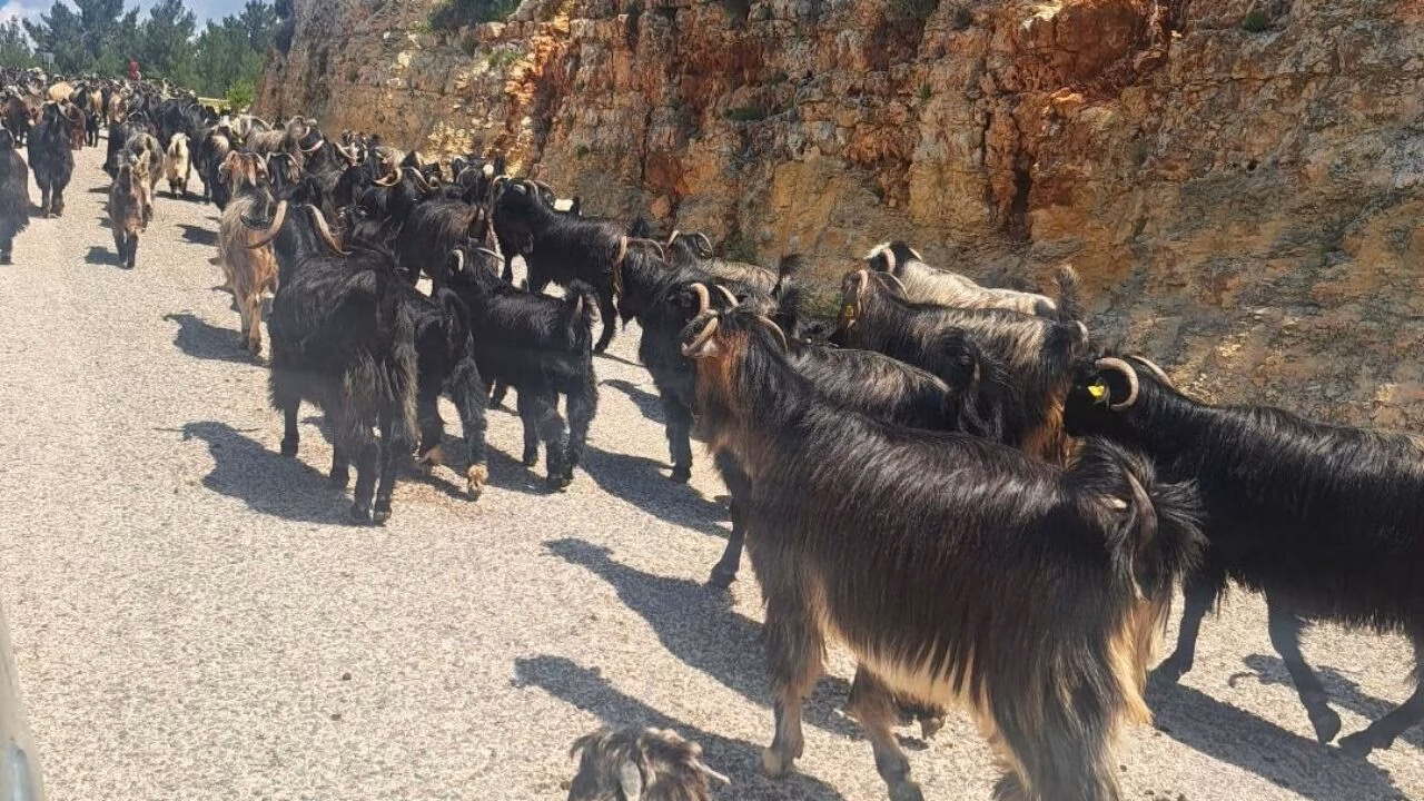 Toroslar’da Göç Sürüyor: Yörüklerin Yayla Yolculuğu