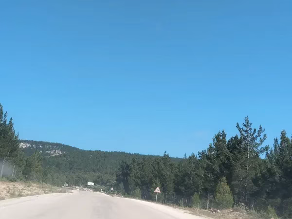 Kuraklık Orman Canlılarını Tehdit Ediyor