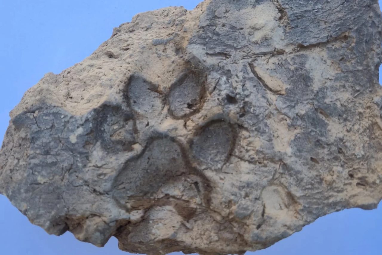Kültür ve Turizm Bakanı Mehmet Nuri Ersoy, Kütahya’daki Tavşanlı Höyük