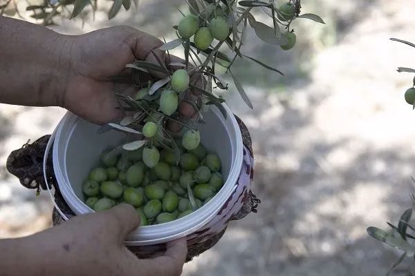 MERSİN BÜYÜKŞEHİR’İN ZEYTİN DESTEĞİ ÇİFTÇİNİN YÜZÜNÜ GÜLDÜRÜYOR