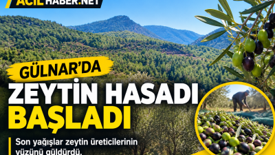 Mersin’in Gülnar ilçesinde son yağışlar zeytin üreticilerine umut oldu. Kıraç