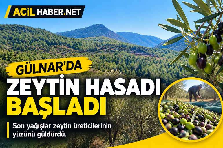 Mersin’in Gülnar ilçesinde son yağışlar zeytin üreticilerine umut oldu. Kıraç