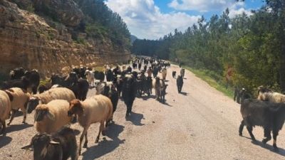 Asırlardır süren göç geleneği yaşatılmaya çalışılıyor...