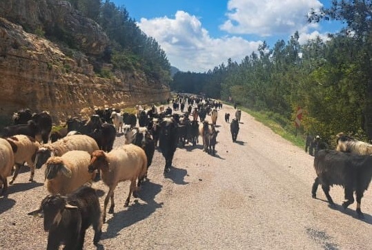 Asırlardır süren göç geleneği yaşatılmaya çalışılıyor...