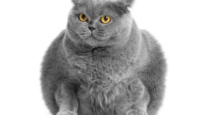 Frontiers in Animal Science'da yayımlanan araştırma, vegan beslenen kedilerde obezite