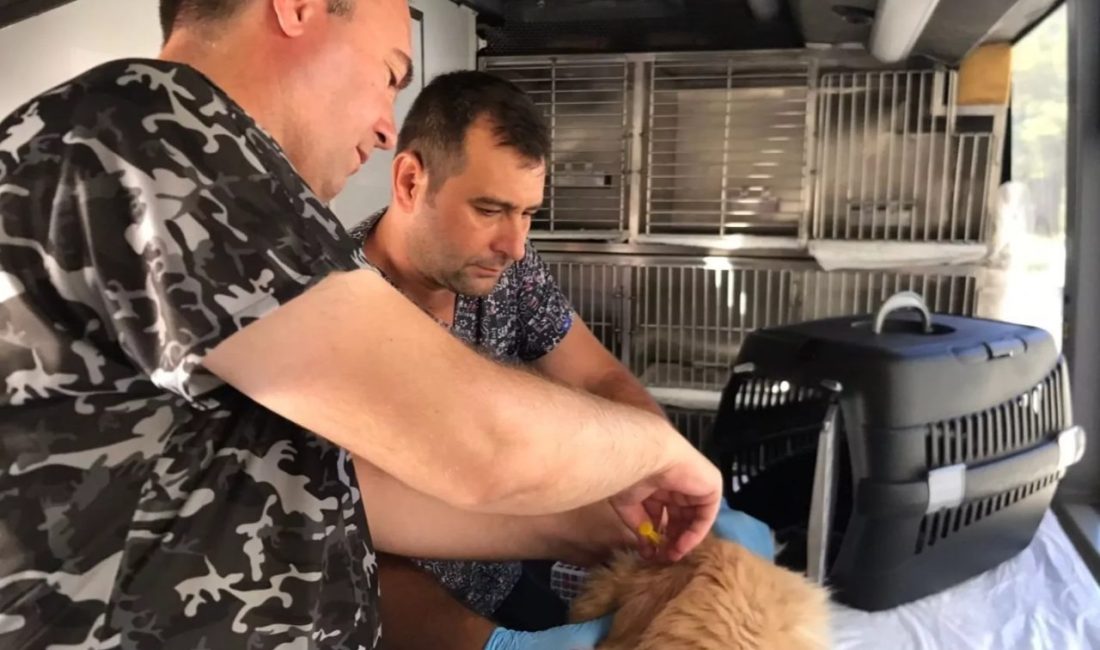 Balıkesir Büyükşehir Belediyesi’nin Can Dost Yerinde Hayvan Bakım ve Tedavi