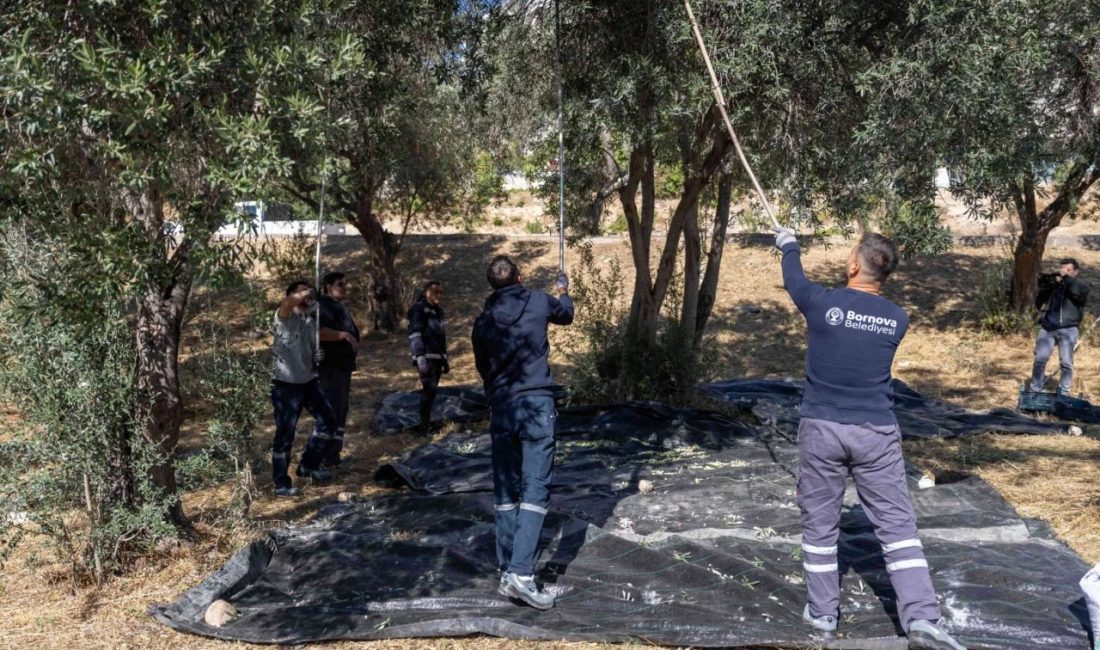 Bornova Belediyesi, ilçenin park ve rekreasyon alanlarında bulunan yüzlerce zeytin