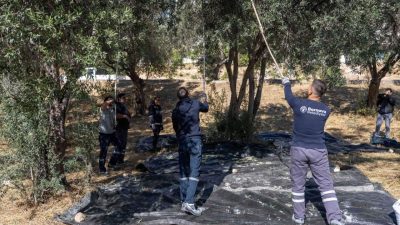 Bornova Belediyesi, ilçenin park ve rekreasyon alanlarında bulunan yüzlerce zeytin