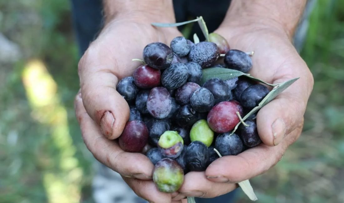 Artvin’de zeytin hasadı başladı. Bu yıl kent genelinde 700 ton