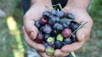 Artvin’de zeytin hasadı başladı. Bu yıl kent genelinde 700 ton