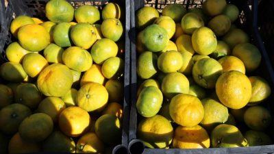 Satsuma mandalinasında ihracat sezonu başladı. İzmir Gümüldür'deki törende konuşan Cengiz