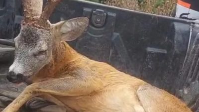 Bolu Mudurnu yolu üzerindeki Akkayalar mevkisinde yaralı ceylan bulan Özcan